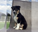 Small Photo #10 Australian Cattle Dog-Border Collie Mix Puppy For Sale in RICHMOND, MI, USA