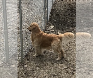 Father of the Golden Retriever puppies born on 05/08/2019