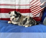 Small #2 Chihuahua
