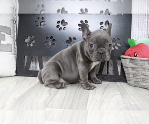 French Bulldog Puppy for sale in MARIETTA, GA, USA