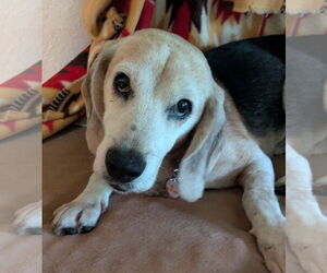 Beagle Dogs for adoption in Dunnellon, FL, USA