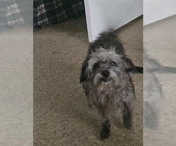 Medium Photo #2 Mutt Puppy For Sale in San Antonio, TX, USA