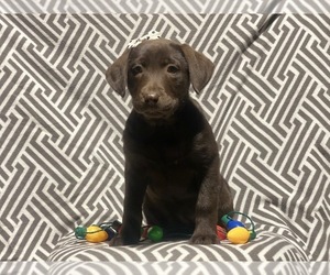 Labrador Retriever Puppy for sale in CEDAR LANE, PA, USA