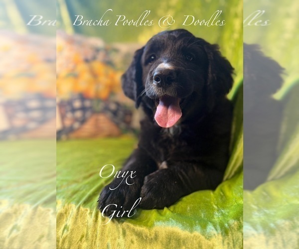 Medium Photo #3 Golden Mountain Doodle  Puppy For Sale in SAINT CLOUD, MN, USA