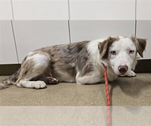 Border Collie Dogs for adoption in Santa Maria, CA, USA