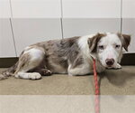 RUDY - Male Border Collie Dog for Adoption - Small photo