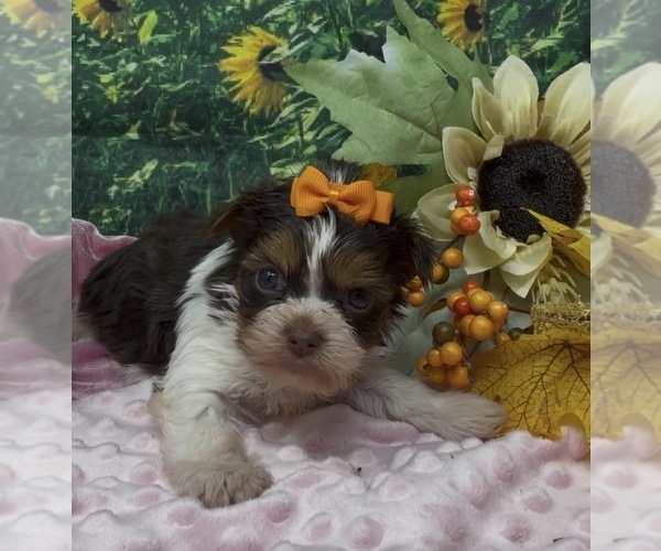 Medium Photo #4 Shorkie Tzu Puppy For Sale in SELLERSBURG, IN, USA