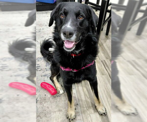 Medium Photo #2 German Shepherd Dog-Unknown Mix Puppy For Sale in Sacramento, CA, USA