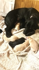 Mother of the Labrador Retriever puppies born on 08/13/2018