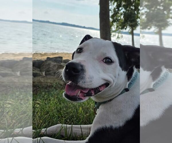Medium Photo #3 Mutt Puppy For Sale in Rustburg, VA, USA