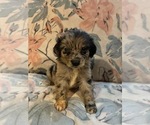 Small #15 Aussiedoodle Miniature 