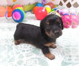 Dachshund Puppy for sale in RATTAN, OK, USA