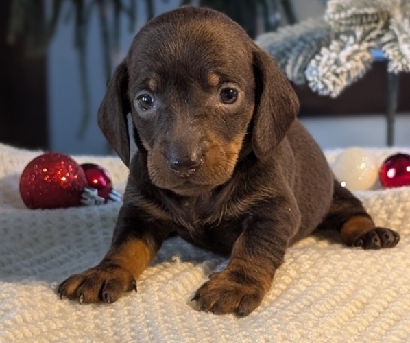 Medium Photo #14 Dachshund Puppy For Sale in GOSHEN, IN, USA