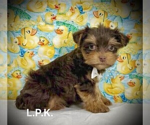 Yorkshire Terrier Puppy for sale in WINNSBORO, LA, USA