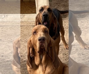 Bloodhound Puppy for sale in FORT MORGAN, CO, USA