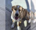 Small Labrador Retriever Mix