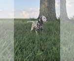 Small #3 Dalmatian