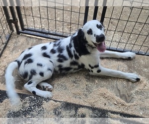 Dalmatian Puppy for sale in DUVALL, WA, USA