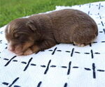 Small Photo #54 Miniature Australian Shepherd Puppy For Sale in DAWSON, GA, USA