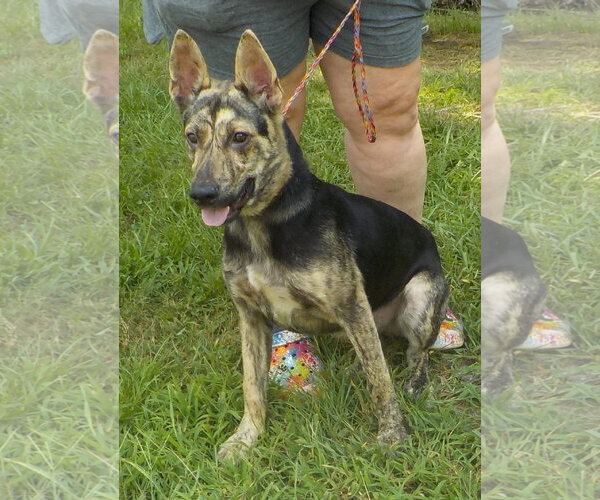 Medium Photo #2 Mutt Puppy For Sale in Wetumpka, AL, USA