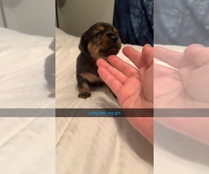 Dachshund Puppy for sale in DOUGLAS, GA, USA