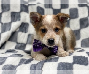 Texas Heeler Puppy for sale in LAKELAND, FL, USA