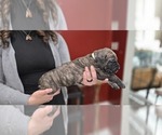 Puppy Cream Collar Presa Canario