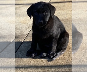 Labrador Retriever Puppy for sale in WELLFORD, SC, USA