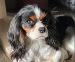 Small Photo #1 Cavalier King Charles Spaniel Puppy For Sale in ALTON, NH, USA