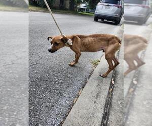Chihuahua-Unknown Mix Dogs for adoption in San Antonio, TX, USA
