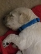 Small Photo #25 Goldendoodle Puppy For Sale in DALLAS, GA, USA