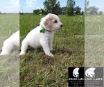 Small Photo #5 Labradoodle Puppy For Sale in SPENCERVILLE, IN, USA