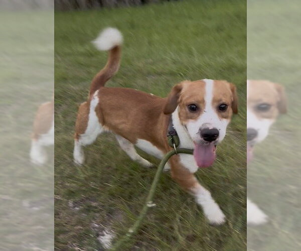Medium Photo #4 Toy Rat Doxie Puppy For Sale in Sanford, FL, USA