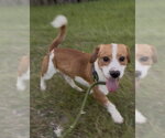 Small #3 Toy Rat Doxie