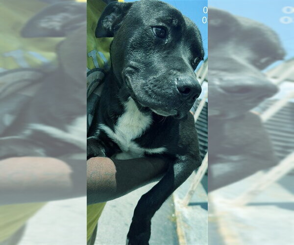 Medium Photo #1 Mutt Puppy For Sale in Augusta, GA, USA