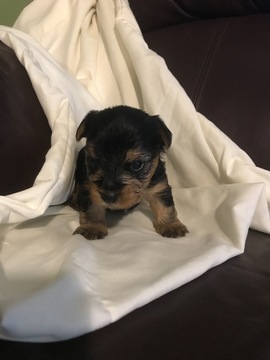 Medium Photo #1 Yorkshire Terrier Puppy For Sale in EWING, KY, USA