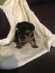 Small Photo #1 Yorkshire Terrier Puppy For Sale in EWING, KY, USA