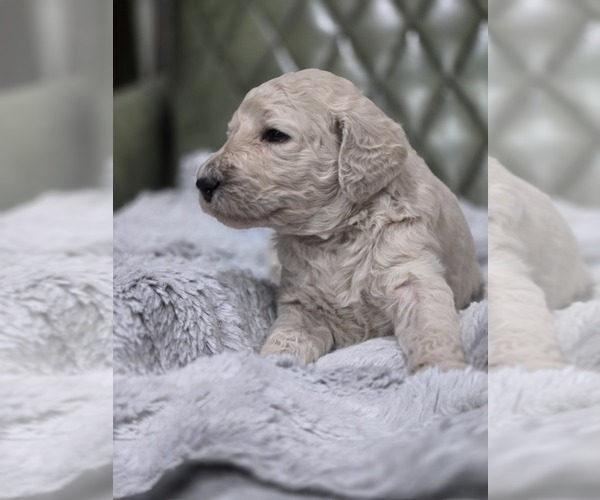 Medium Photo #25 Poodle (Standard) Puppy For Sale in CONROE, TX, USA