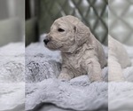 Small #1 Poodle (Standard)