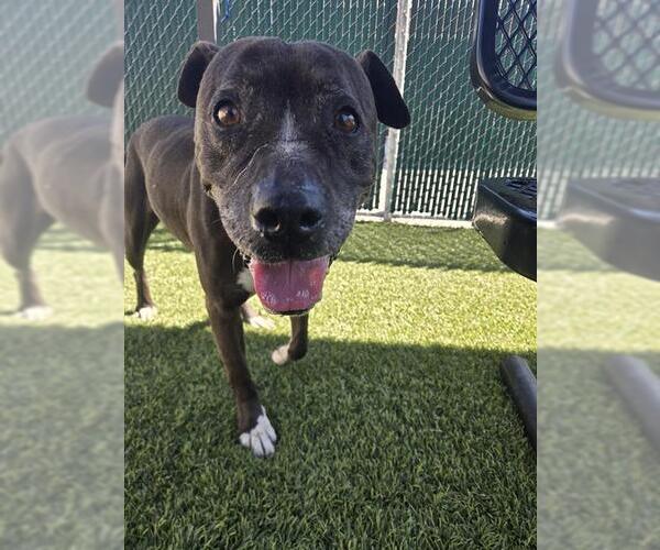 Medium Photo #1 Mutt Puppy For Sale in Downey, CA, USA