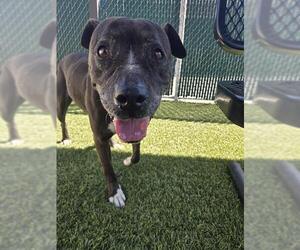 Mutt Dogs for adoption in Downey, CA, USA