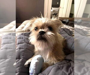 Shih Tzu-Unknown Mix Dogs for adoption in Grafton, WI, USA