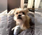 Small Shih Tzu Mix