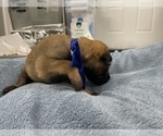 Small Photo #212 Belgian Malinois Puppy For Sale in REESEVILLE, WI, USA