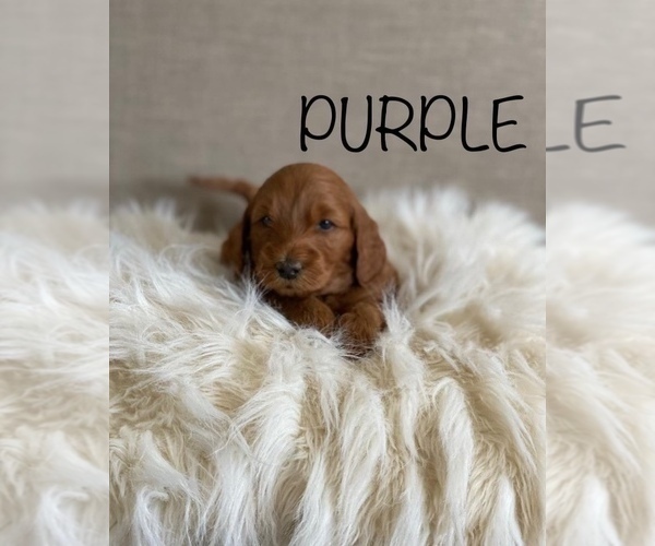 Medium Photo #5 Goldendoodle (Miniature) Puppy For Sale in SYRACUSE, UT, USA