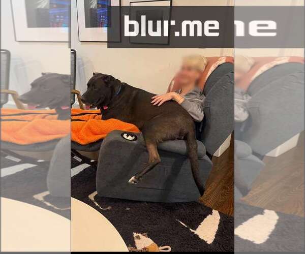 Medium Photo #18 Labrador Retriever-Unknown Mix Puppy For Sale in Atlanta, GA, USA