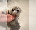 Meliyah - Female Mutt Dog for Adoption - Small photo