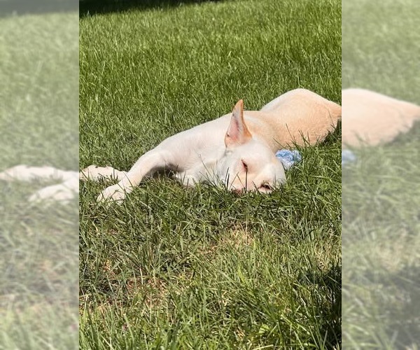 Medium Photo #5 Siberian Husky-Unknown Mix Puppy For Sale in Germantown, OH, USA