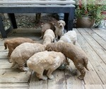 Small #12 Goldendoodle