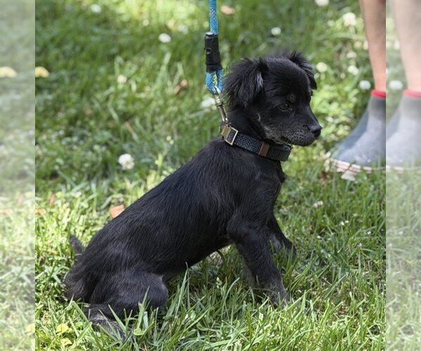 Medium Photo #4 Cocker Spaniel Puppy For Sale in Yardley, PA, USA